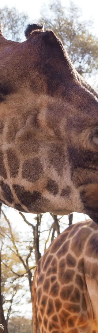 Waisenhaus für Giraffen in Nairobi